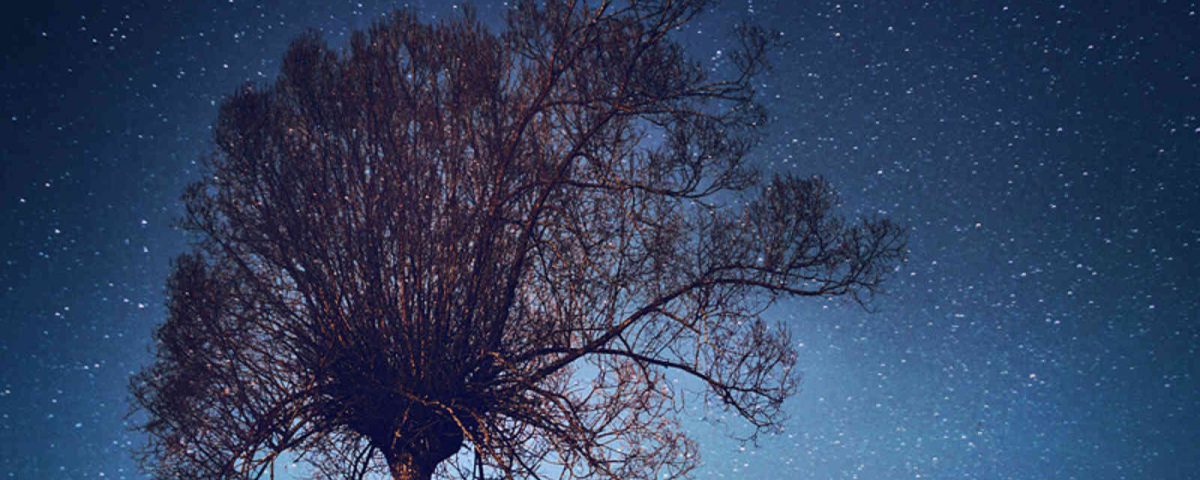 stars_tree-1600_large_2x