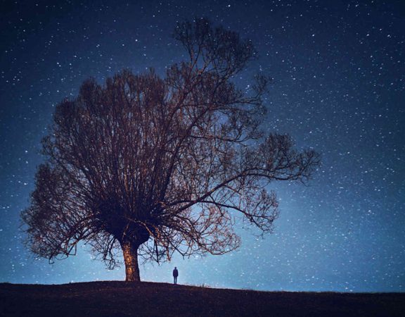 stars_tree-1600_large_2x